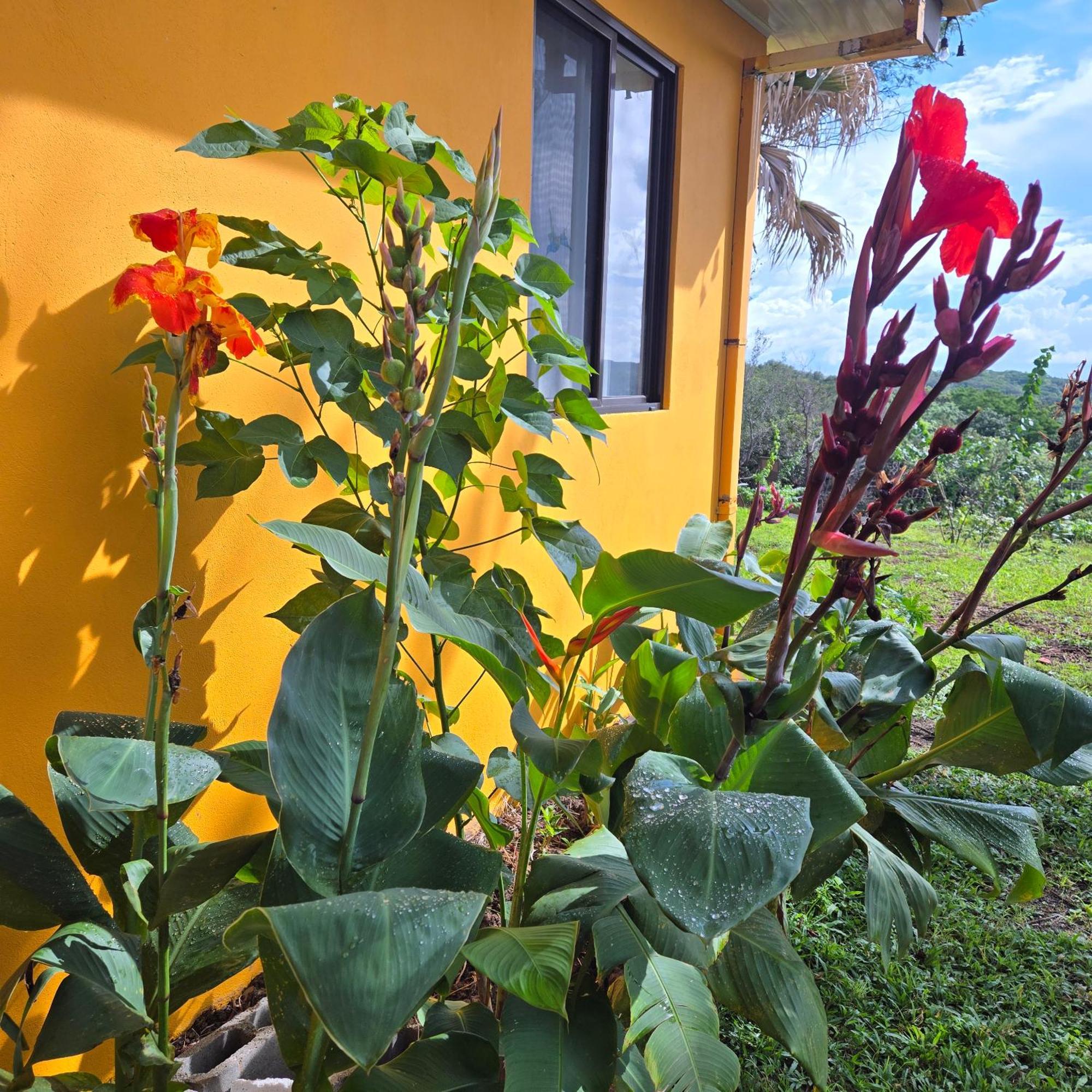 Hacienda En Los Volcanes Guayabo  外观 照片