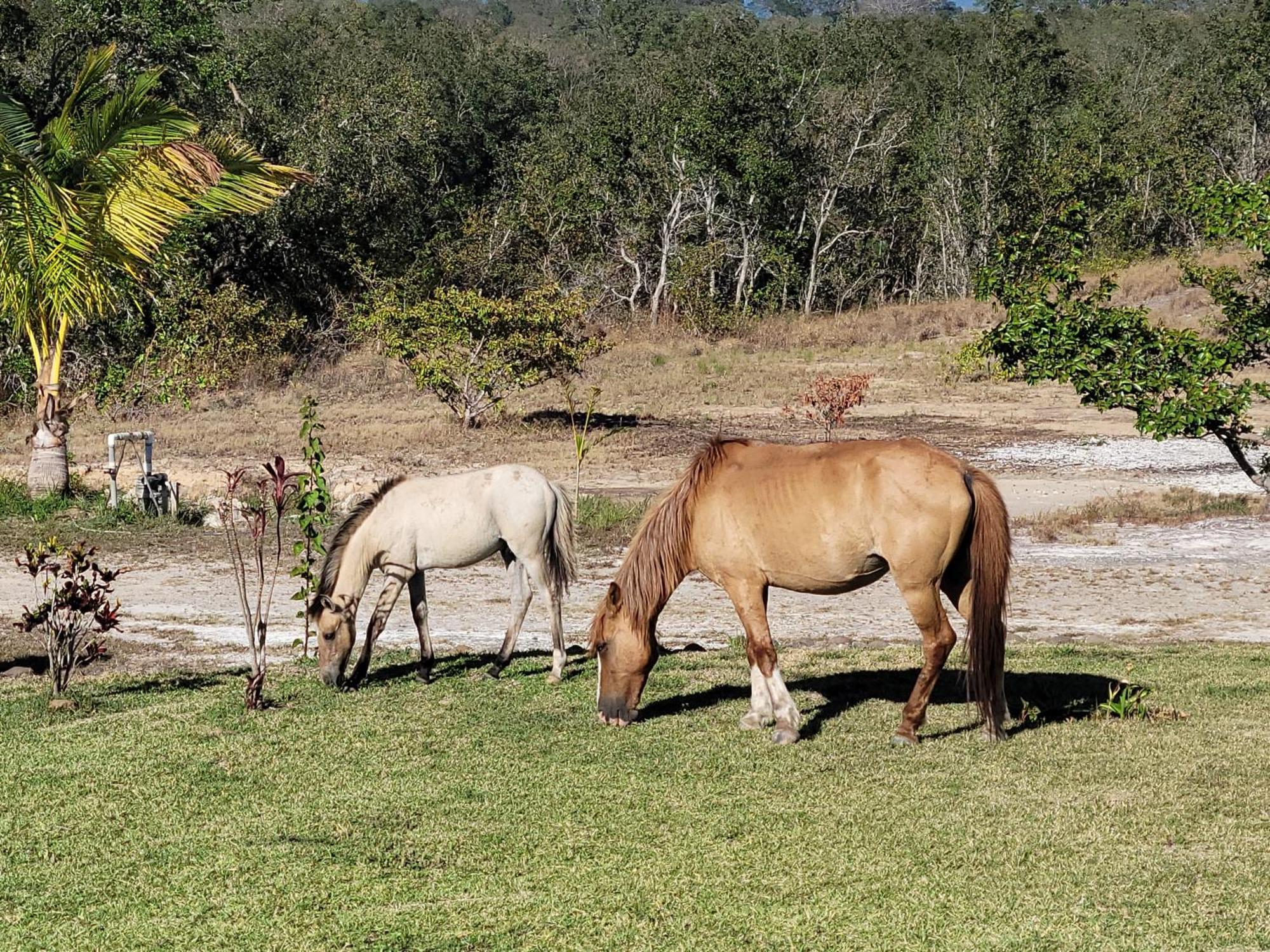 Hacienda En Los Volcanes Guayabo  外观 照片